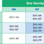 Grafico dell'ereditarietà per il test del DNA PKD per Gatti